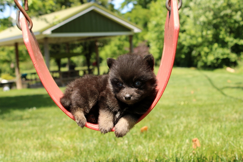 puppy, for, sale, Pomsky, Matthew B. Stoltzfus, dog, breeder, Gap, PA, dog-breeder, puppy-for-sale, forsale, nearby, find, puppyfind, locator, puppylocator, aca